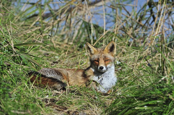 Red fox