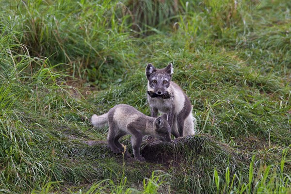 Arctic fox