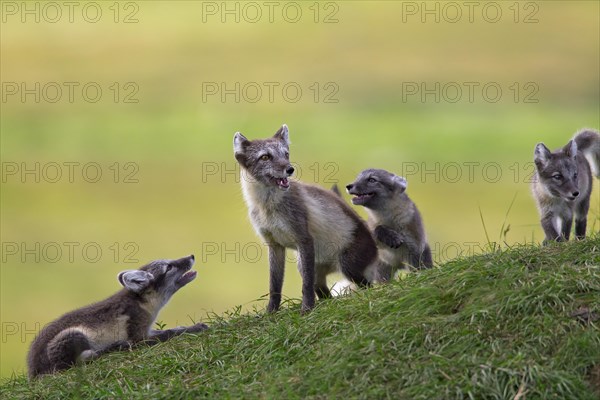 Arctic fox