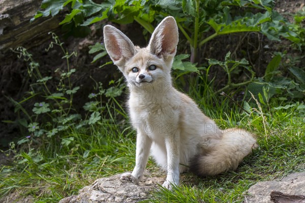 Captive fennec fox