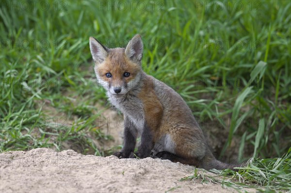 Cute red fox