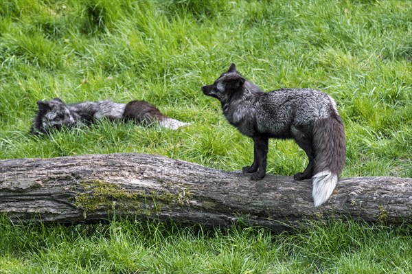 Silver fox couple