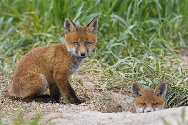 Young red foxes