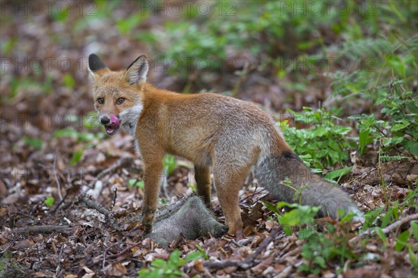 Young red fox