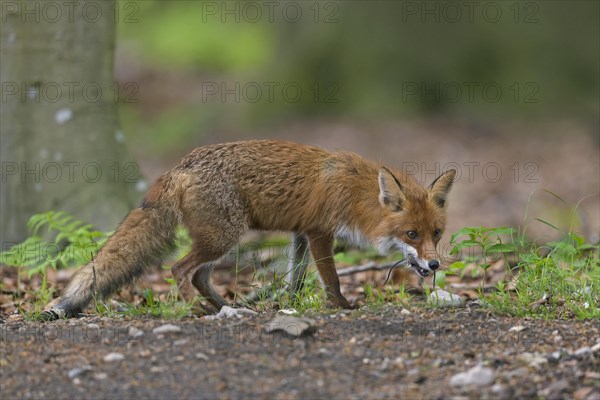 Hunting red fox