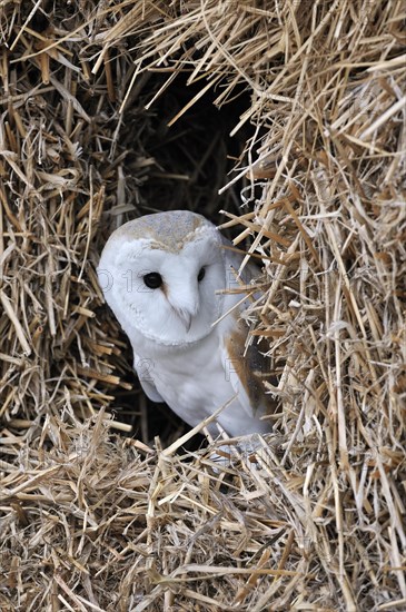 Nesting Barn owl