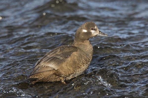 Harlequin duck