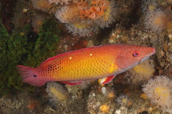 Diana pig wrasse