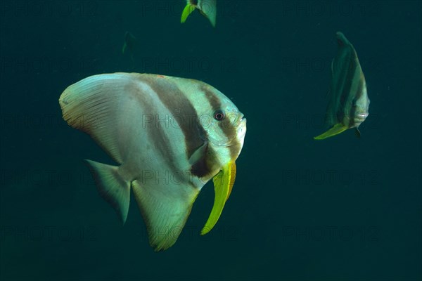 Longfin batfish