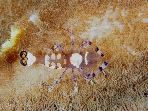 Peacock-eyed anemone shrimp