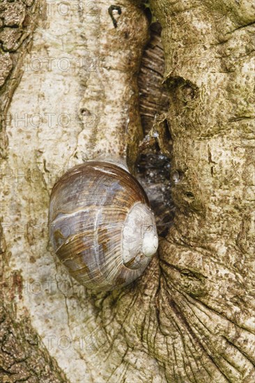 Burgundy snail