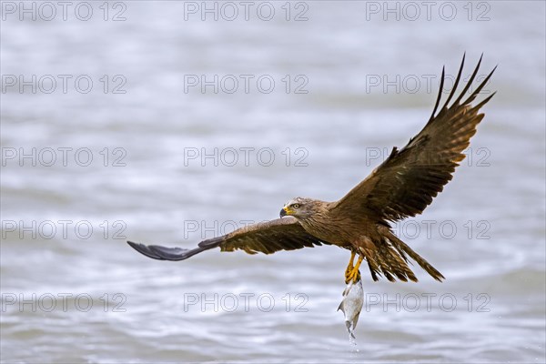 Black kite