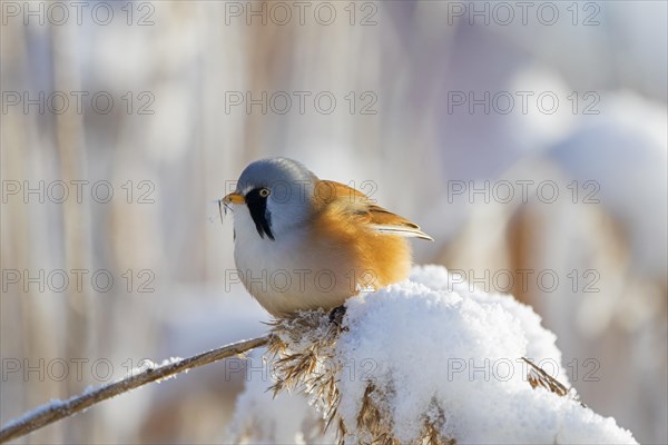 Bearded reedling