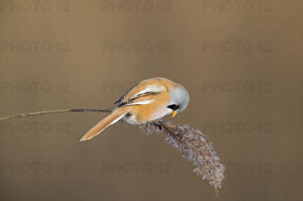 Bearded reedling