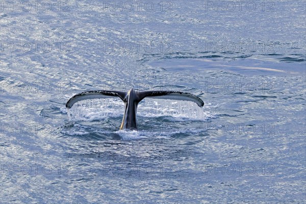 Humpback whale