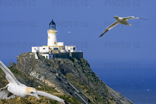 Northern gannets