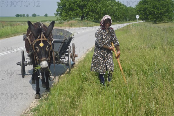 Woman cutting grass with scythe at the roadside