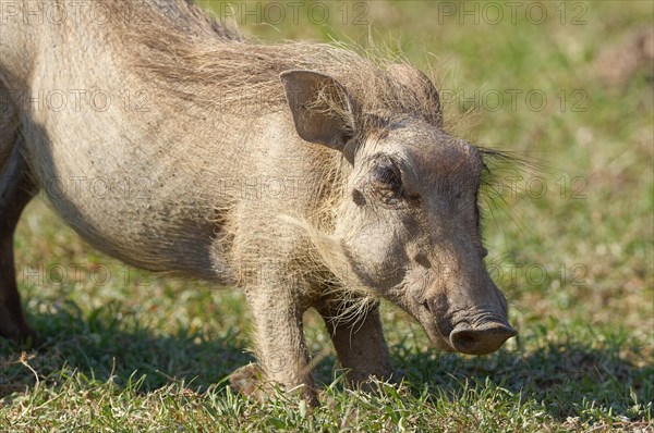 Common warthog