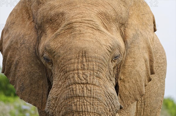 African bush elephant