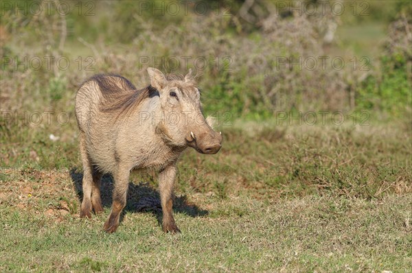 Common warthog