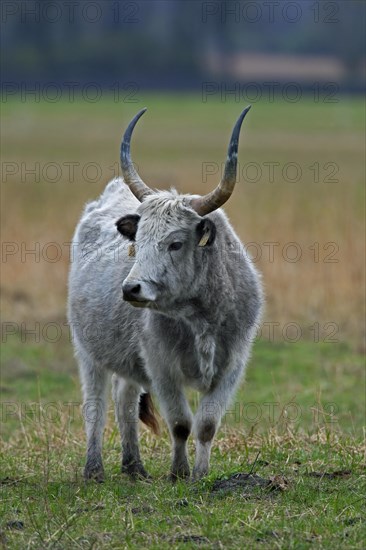 Hungarian Grey Cattle