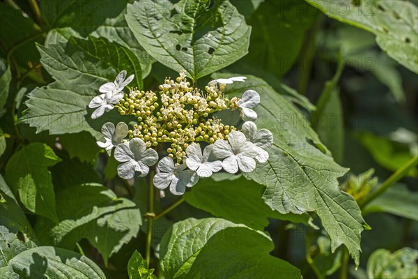 Guelder-rose