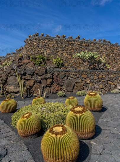 Golden ball cacti