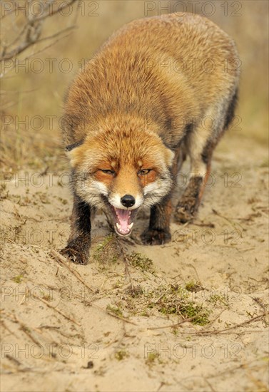 Snarling Red fox