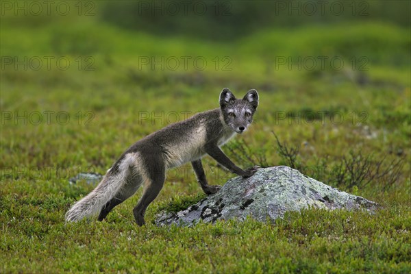 Arctic fox