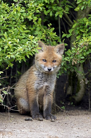 Cute young red fox