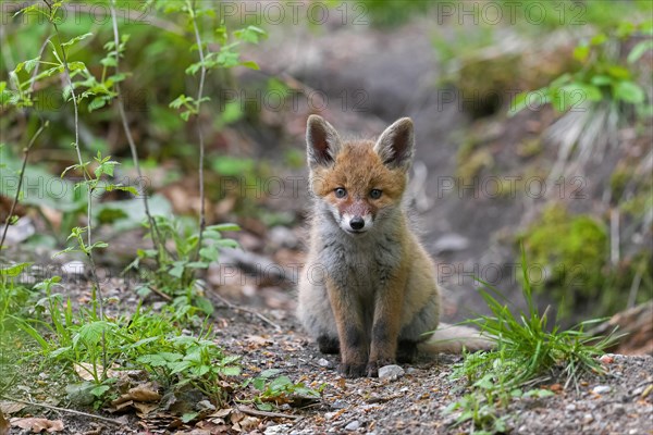 Young red fox