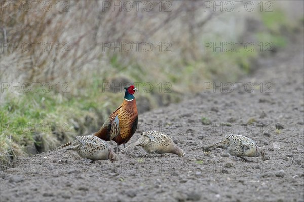 Common pheasant