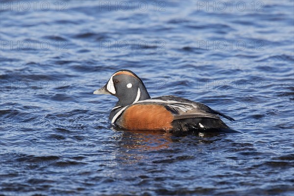 Harlequin duck