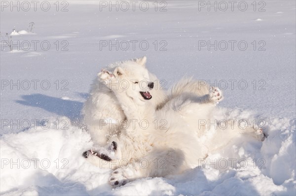 Samoyed dogs