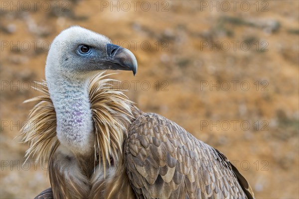 Griffon vulture