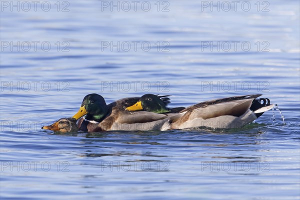 Mallard