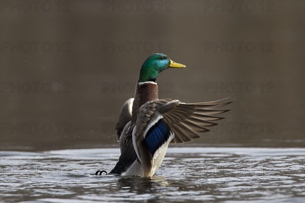 Mallard