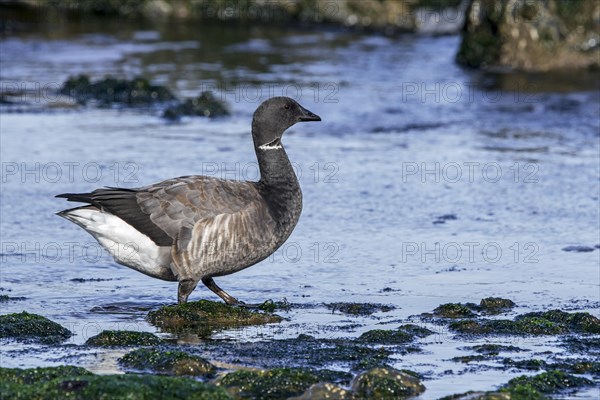 Brant goose