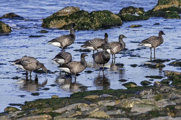 Brant goose