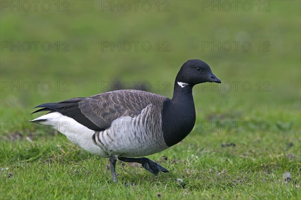 Pale-bellied Brent Goose