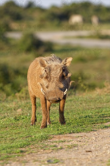 Common warthog