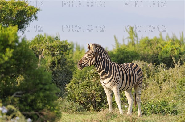 Burchell's zebra