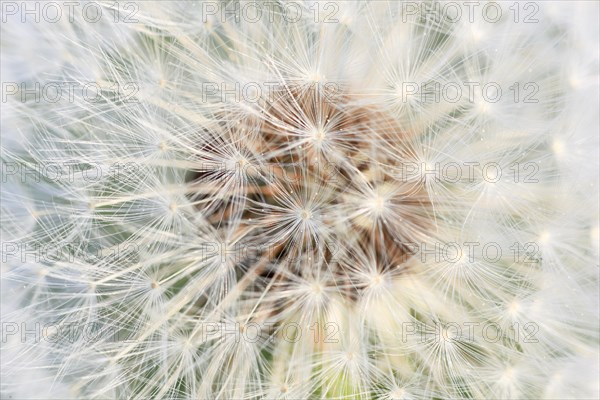 Graphic close-up of dandelion seeds in spring