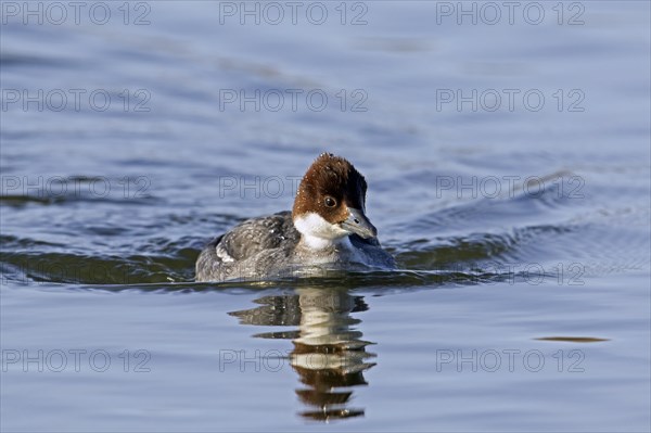 Smew