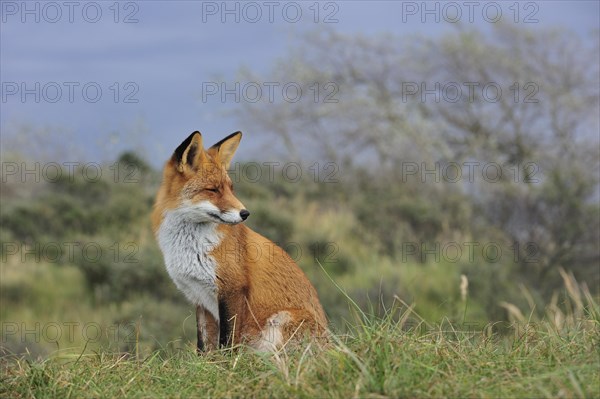 Red fox