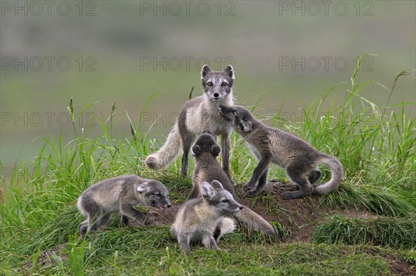 Arctic fox