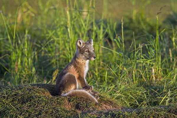 Arctic fox