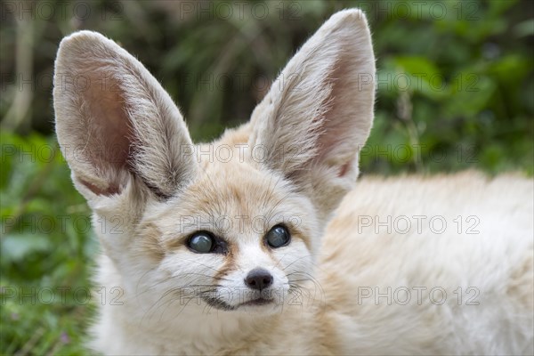 Captive fennec fox