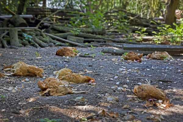 Flock of dead chickens lying scattered inside backyard chicken coop