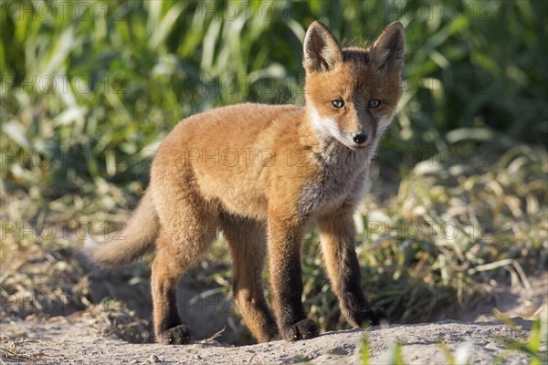 Young red fox